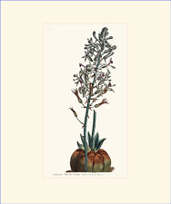 Tall Drimia: Antique hand-coloured botanical copper engraving for sale  Shipping to South Africa