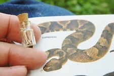 Copperhead snake ribs for sale  Anna