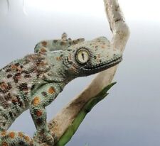 Gecko climbing branch for sale  Cle Elum