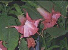 Butterfly pink brugmansia for sale  Wauchula