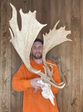 fallow deer antlers for sale  Port Matilda