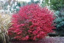 Burning bush starter for sale  Center