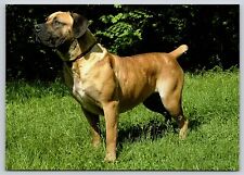 Used, Postcard Boerboel Dog Breed Canis lupus familiaris South African Mastiff for sale  Shipping to South Africa