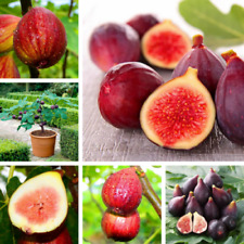 Fig tree seeds for sale  Saint Augustine