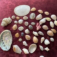 Vintage Estate Sea Shell Lot! Various Sizes! Some Rare Shells Sand Dollar for sale  Shipping to South Africa