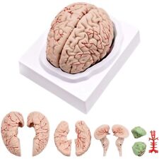Human brain size for sale  Shipping to Ireland