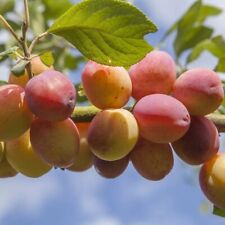 Victoria plum fruit for sale  LIVERPOOL