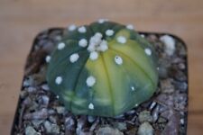 Astrophytum asterias variegate for sale  Shipping to Ireland
