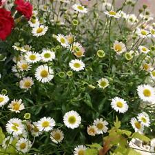 Erigeron karvinskianus sea for sale  MARCH