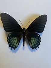 Papilio xanthopleura gebraucht kaufen  Marienmünster