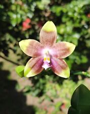 Orchidée phalaenopsis violace d'occasion  Digne-les-Bains
