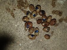 Lanonia dasyantha, 20 fresh seeds, palms for sale  Shipping to South Africa