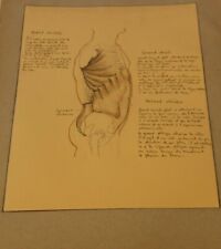 Ancienne planche anatomique d'occasion  Martigues