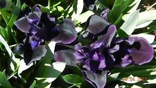 Dwarf purple iris for sale  Staten Island