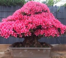 Joe mega bonsai for sale  Shipping to Ireland