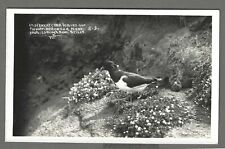 Vintage postcard oystercatcher for sale  ELY