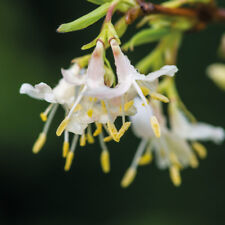 Honeysuckle hardy climbing for sale  IPSWICH