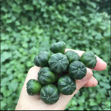 10pcs astrophytum myriostigma for sale  Shipping to Ireland