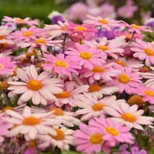 Argyranthemum lolly plug for sale  LONDON