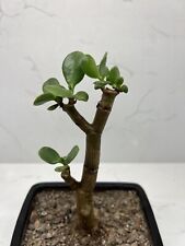 Jade plant crassula for sale  Castle Rock