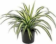 Spider variegated plant for sale  Modesto