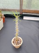 Euphorbia brachyphylla caudex gebraucht kaufen  Coswig