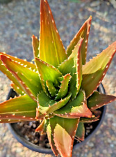 Aloe nobilis variagata for sale  Saratoga