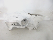 Cow skull south for sale  Ipswich