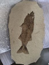 Fossilised fish for sale  BIRMINGHAM