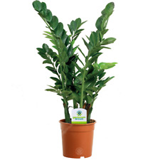 Zamioculca zamiifolia plant for sale  UK