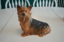 Large yorkshire terrier for sale  LINCOLN