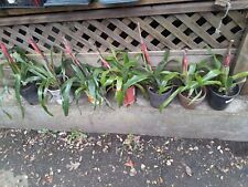 live plants for sale  Cotati