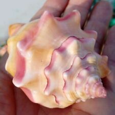 11cm conch large for sale  Shipping to Ireland