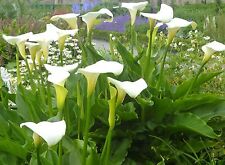 arum lily for sale  Ireland