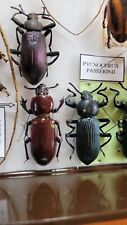 Set tenebrionidae pycnocerus usato  Trento