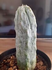 Euphorbia abdelkuri cactus usato  Castiglione Delle Stiviere