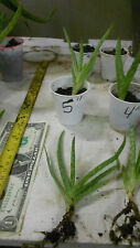 Live aloe vera for sale  Glen Ellyn