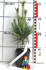 Pinus sylv chantry gebraucht kaufen  Bad Bergzabern