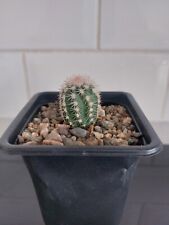 Echinocereus ctenoides cactus for sale  WESTON-SUPER-MARE