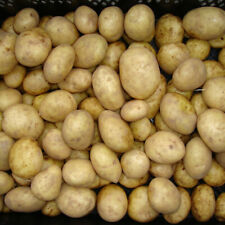 Seed potato maris for sale  PETERBOROUGH