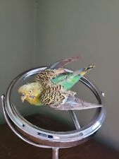 Taxidermy budgie tropical for sale  KINGSWINFORD