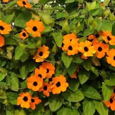 Thunbergia-Laranja - 10 Sementes-Bogo Venda 50% De Desconto comprar usado  Enviando para Brazil