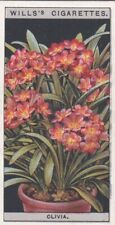 Flower Culture in Pots, 1925 - Wills Cigarette Card -  18 Clivia for sale  Shipping to South Africa