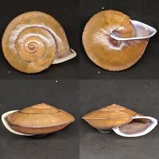 Papuina fuscomarginata 32.5mm CAMAENIDAE Indonesian Endemic Landsnail for sale  Shipping to South Africa
