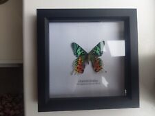 Framed taxidermy butterfly. for sale  READING
