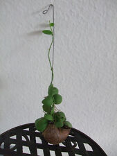 Planta de caracol Snaily Dischidia pectenoides planta de urna 1-32524 segunda mano  Embacar hacia Spain
