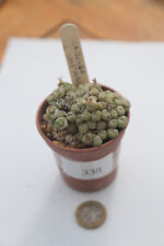 Conophytum saxetanum lavranos for sale  NORWICH