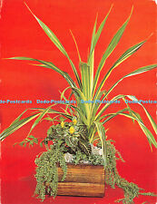 Used, D043157 Pflanzschale. Mit Columnea Aphelandra. Dracaena. Florist Meisterprufung for sale  Shipping to South Africa
