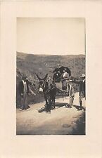 labrit pyrenees labrit d'occasion labrit pyrenees labrit d'occasion Claira