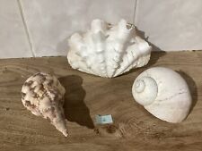 Pretty natural shells for sale  DONCASTER